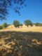 Toskana/Maremma - Landhaus mit Nebengebäuden in Alleinlage und 16ha Grund! PV-Anlage! - Grundstück